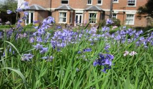 Bluebells2