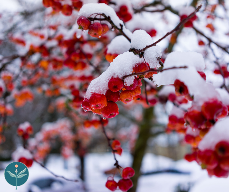 Mindfulness Morning with Lina Newstead