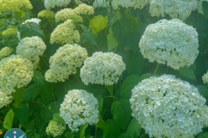 June Mindfulness Meditation with Lina