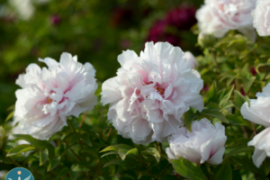 May Mindfulness Meditation Morning