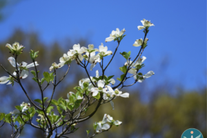 April Mindfulness Meditation with Lina