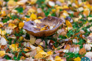 September Mindfulness Morning