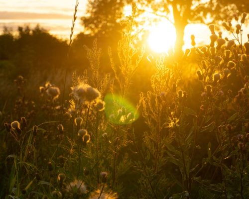 DivyaKohli SummerSolstice June26 #2