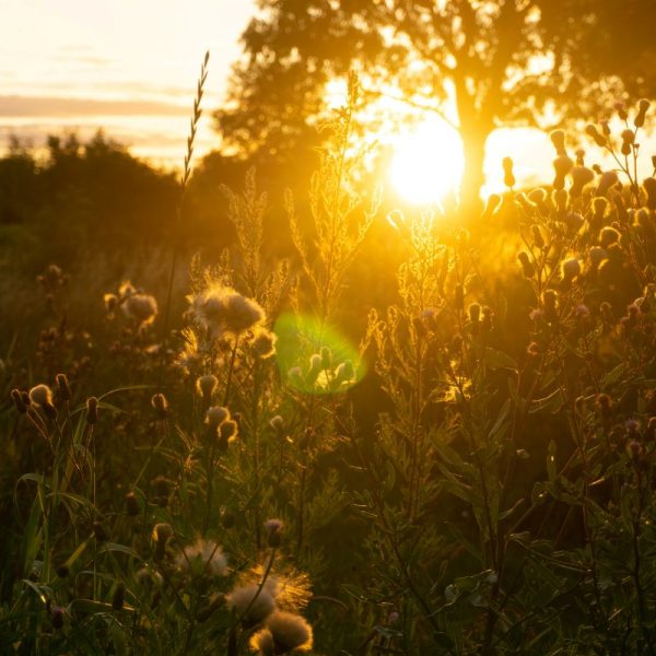 DivyaKohli SummerSolstice June26 #2