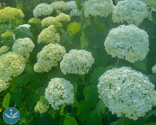 June Mindfulness Meditation with Lina