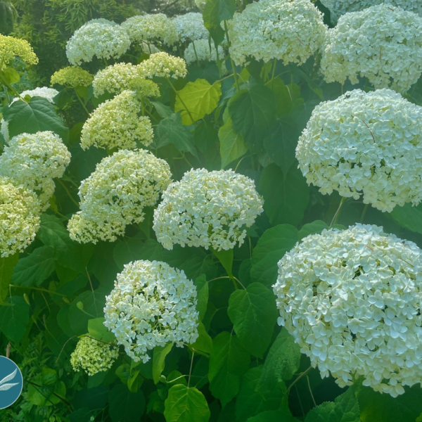 June Mindfulness Meditation with Lina