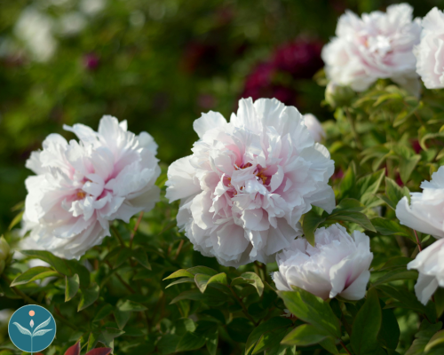 May Mindfulness Meditation Morning