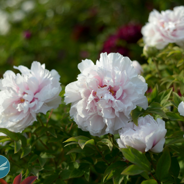 May Mindfulness Meditation Morning