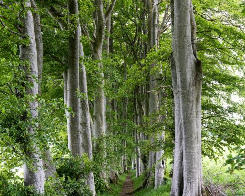 Path Through Trees Francis 25
