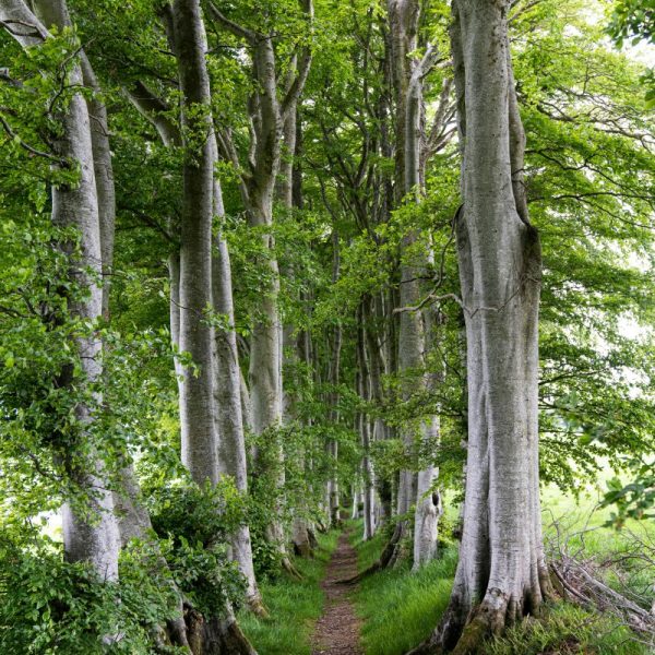 Path Through Trees Francis 25