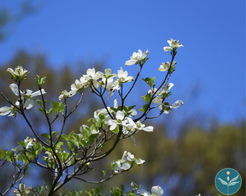 April Mindfulness Meditation with Lina