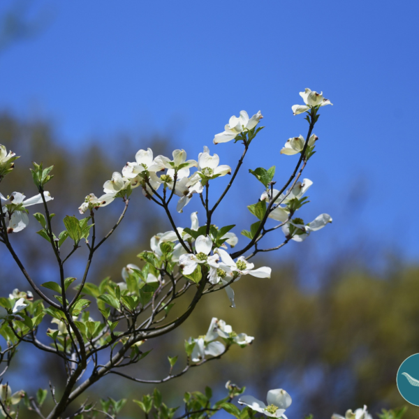 April Mindfulness Meditation with Lina