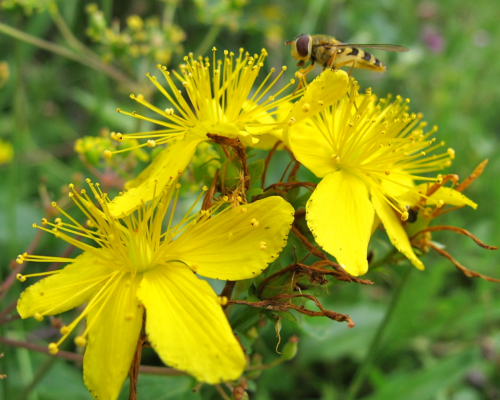 Letta Jones Healing Plant And Trees 25