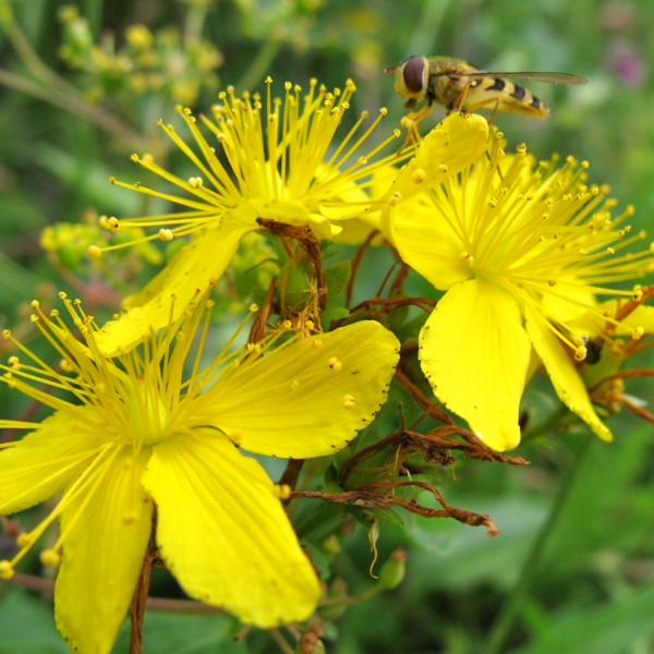 Letta Jones Healing Plant And Trees 25