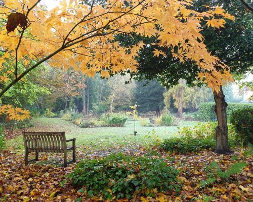 November Mindfulness Meditation with Lina