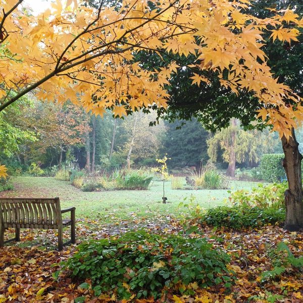 November Mindfulness Meditation with Lina