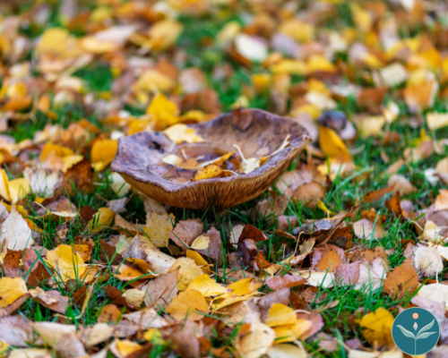 September Mindfulness Morning