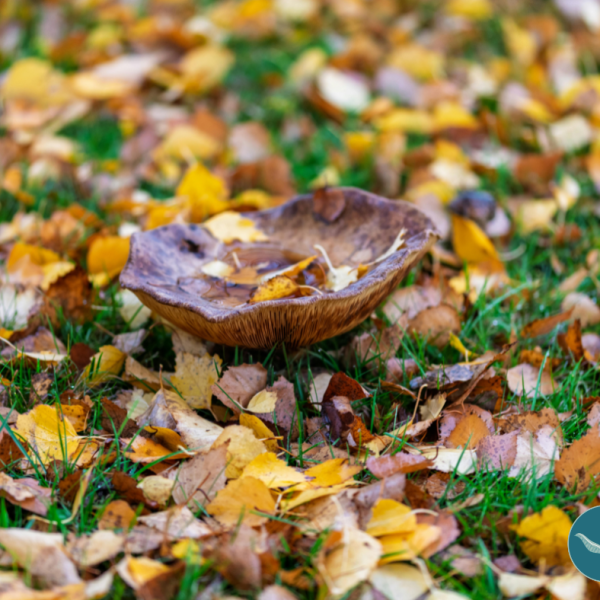 September Mindfulness Morning